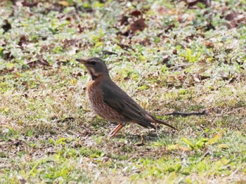 ハチジョウツグミ 舞鶴公園 2023年2月11日(土)