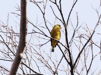 Grey-capped Greenfinch 舞鶴公園 Sat, 2/11/2023