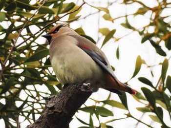 2023年2月11日(土) 大濠公園の野鳥観察記録