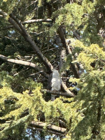 オオタカ 善福寺川 2024年2月24日(土)