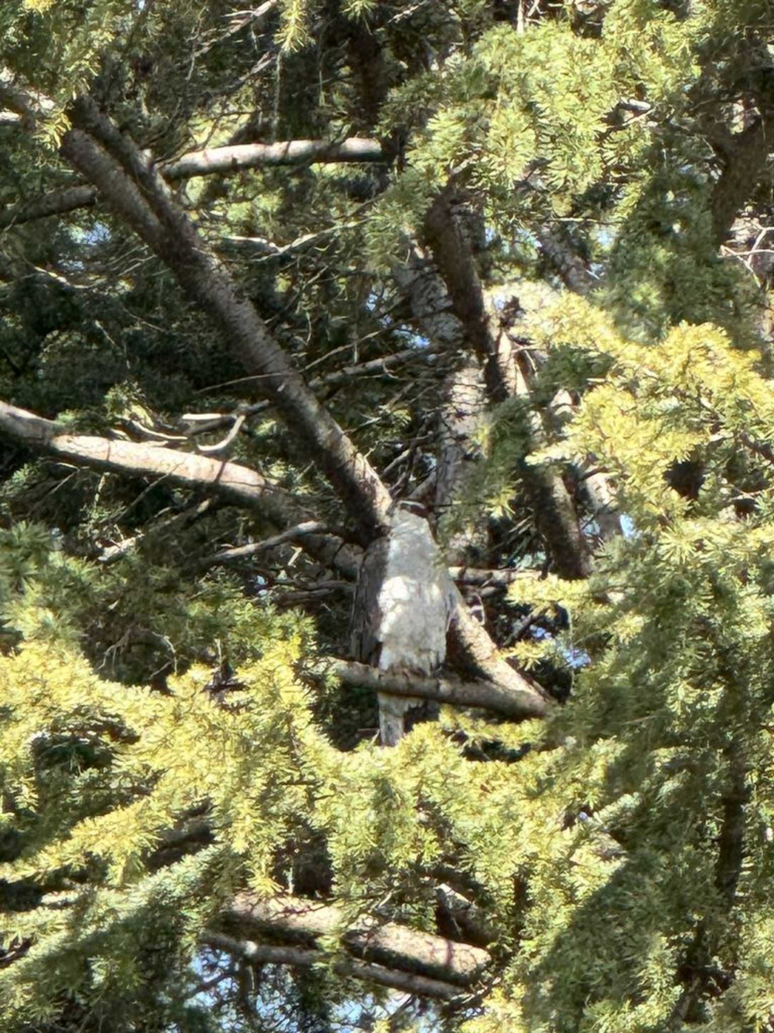 善福寺川 オオタカの写真