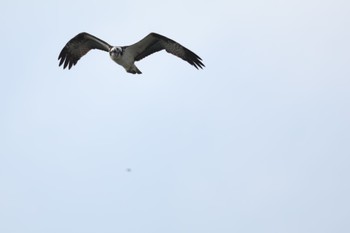 Osprey 甲子園浜(兵庫県西宮市) Fri, 12/29/2023