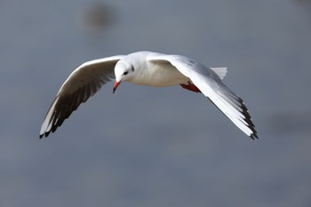 Black-headed Gull 甲子園浜(兵庫県西宮市) Fri, 12/29/2023