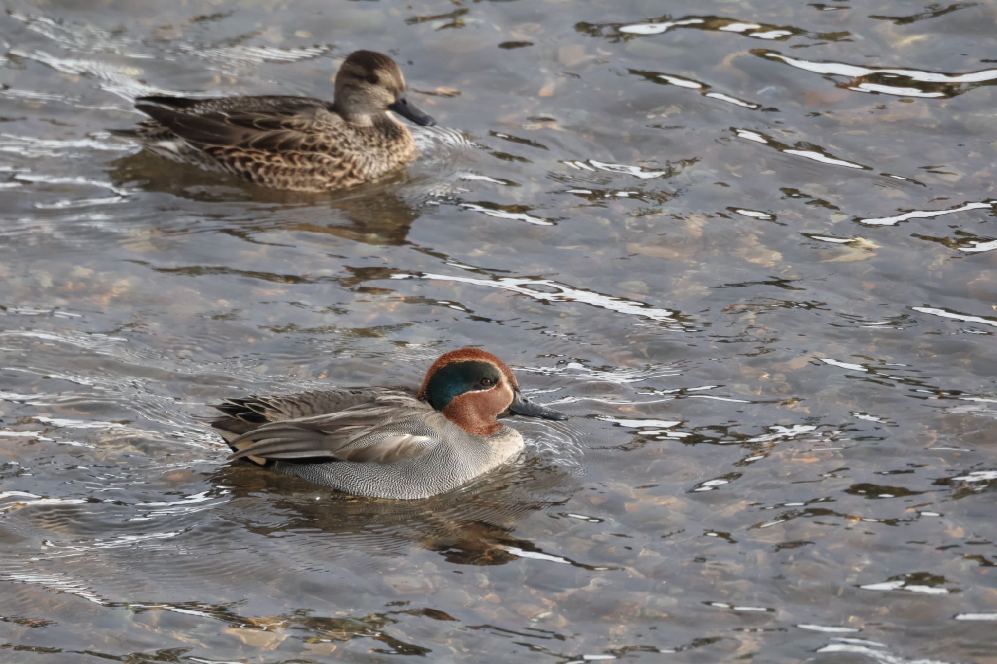 Photo of Eurasian Teal at 金沢市・浅野川 by yossan1969