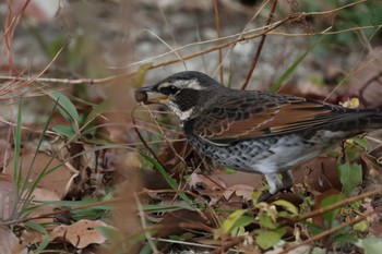 Dusky Thrush 金沢市・浅野川 Fri, 12/29/2023