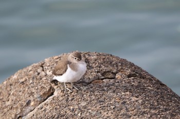 Common Sandpiper 甲子園浜(兵庫県西宮市) Fri, 12/29/2023