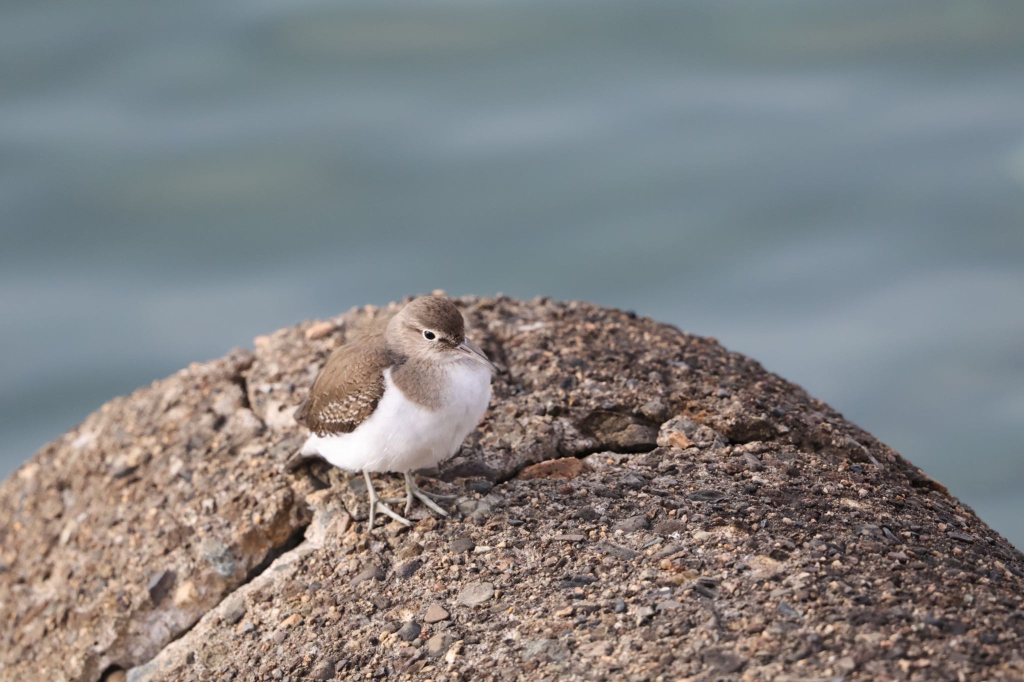 Photo of Common Sandpiper at 甲子園浜(兵庫県西宮市) by yossan1969