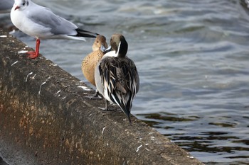 Northern Pintail 甲子園浜(兵庫県西宮市) Fri, 12/29/2023