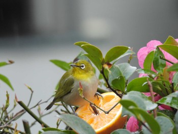 2024年2月24日(土) 自宅の庭の野鳥観察記録