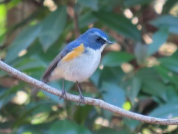 Red-flanked Bluetail 東京都立桜ヶ丘公園(聖蹟桜ヶ丘) Sun, 12/31/2023