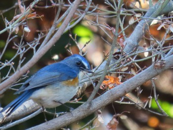 Red-flanked Bluetail 東京都立桜ヶ丘公園(聖蹟桜ヶ丘) Sun, 12/31/2023