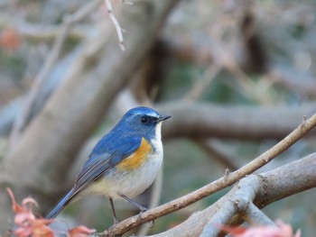 Red-flanked Bluetail 東京都立桜ヶ丘公園(聖蹟桜ヶ丘) Sun, 12/31/2023