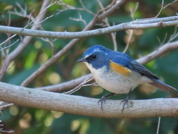 Red-flanked Bluetail 東京都立桜ヶ丘公園(聖蹟桜ヶ丘) Sun, 12/31/2023