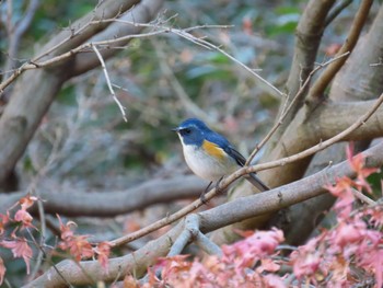 Red-flanked Bluetail 東京都立桜ヶ丘公園(聖蹟桜ヶ丘) Sun, 12/31/2023