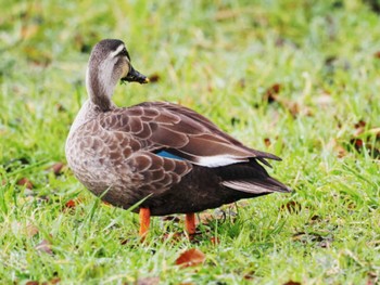 カルガモ 大濠公園 2023年2月11日(土)