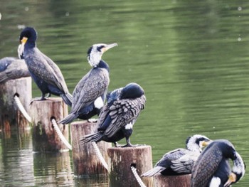 カワウ 大濠公園 2023年2月11日(土)