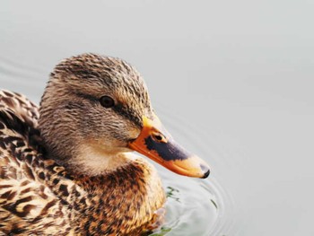 マガモ 大濠公園 2023年2月11日(土)