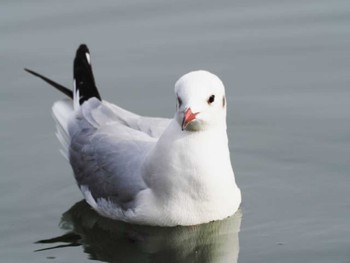 ユリカモメ 大濠公園 2023年2月11日(土)