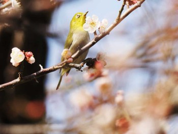 メジロ 大濠公園 2023年2月11日(土)