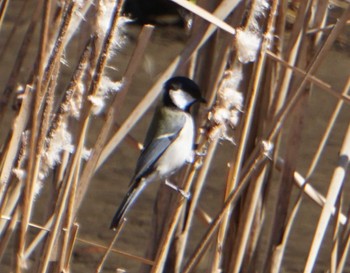 Japanese Tit 上谷沼調整池 Fri, 3/1/2024