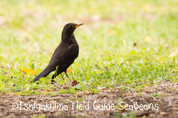 Thu, 1/1/1970 Birding report at Ishigaki Island