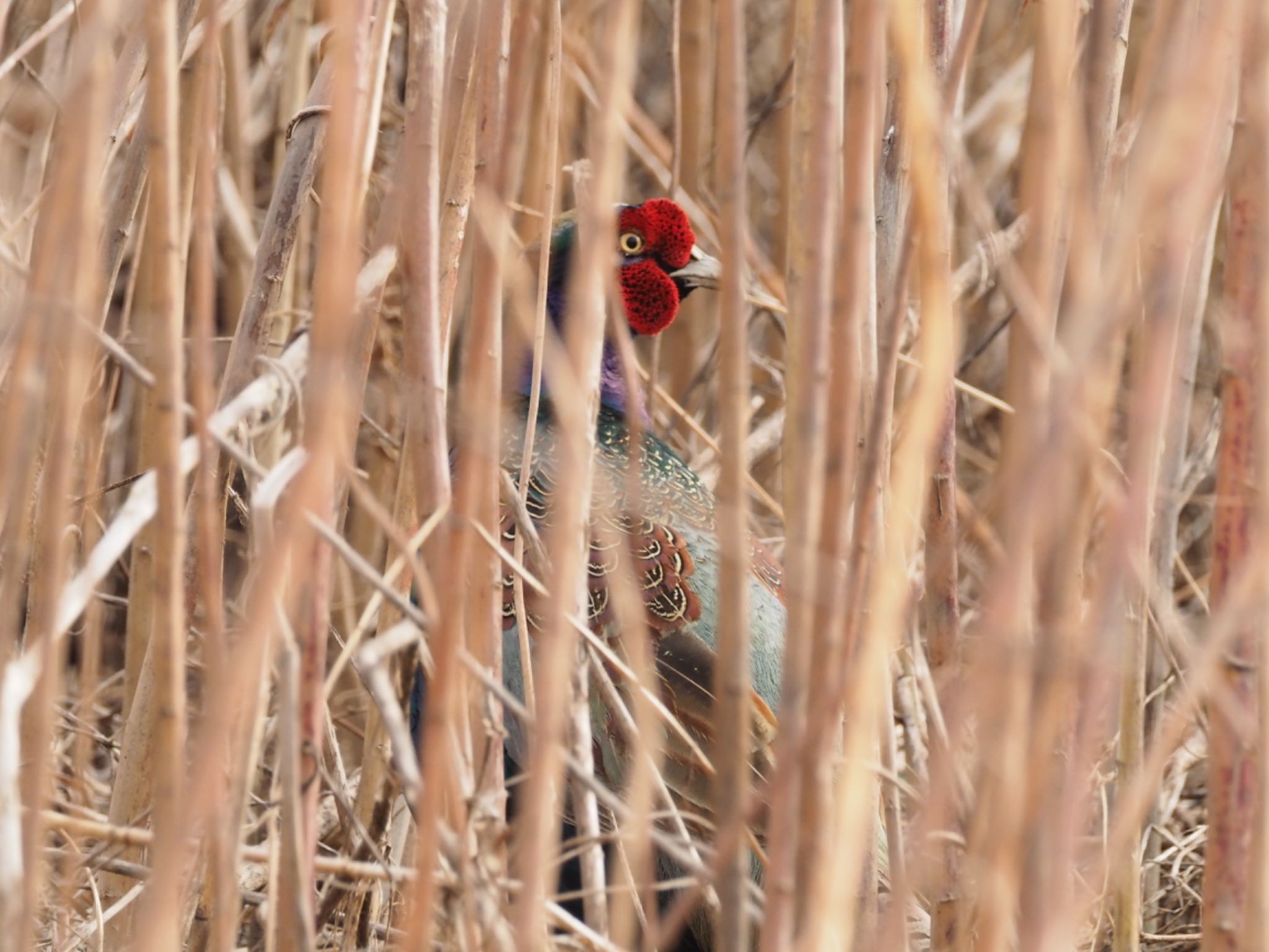 Photo of Green Pheasant at  by ヒトリスキ“h1toriski”