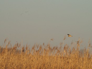 Short-eared Owl Watarase Yusuichi (Wetland) Tue, 12/26/2023