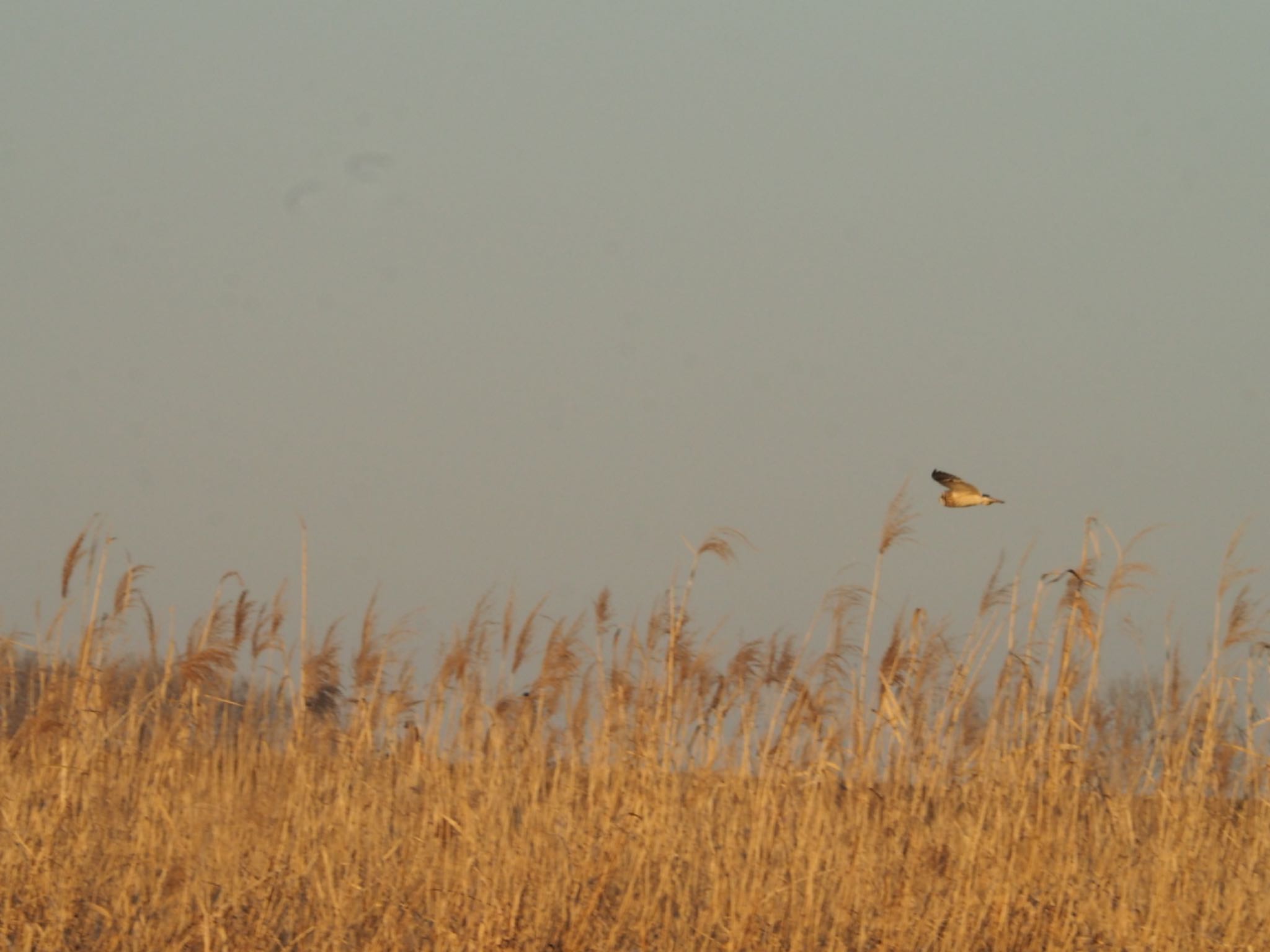 Photo of Short-eared Owl at Watarase Yusuichi (Wetland) by ヒトリスキ“h1toriski”