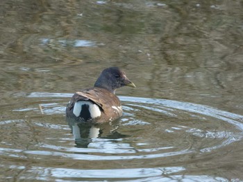 Common Moorhen 長崎県 Mon, 2/26/2024