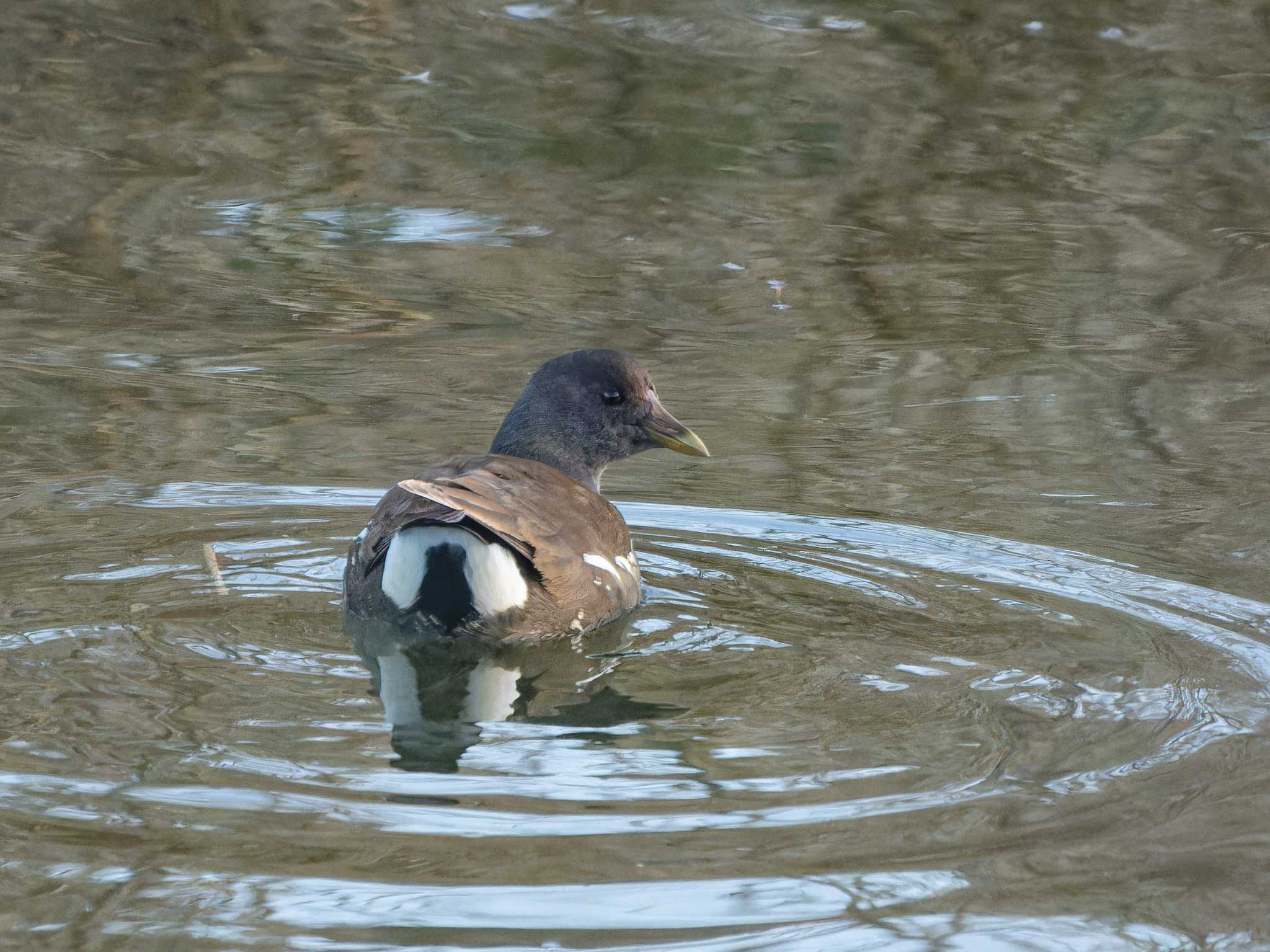 Common Moorhen