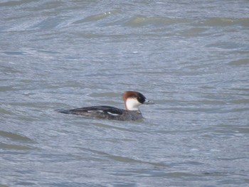 Smew 長崎県 Mon, 2/26/2024