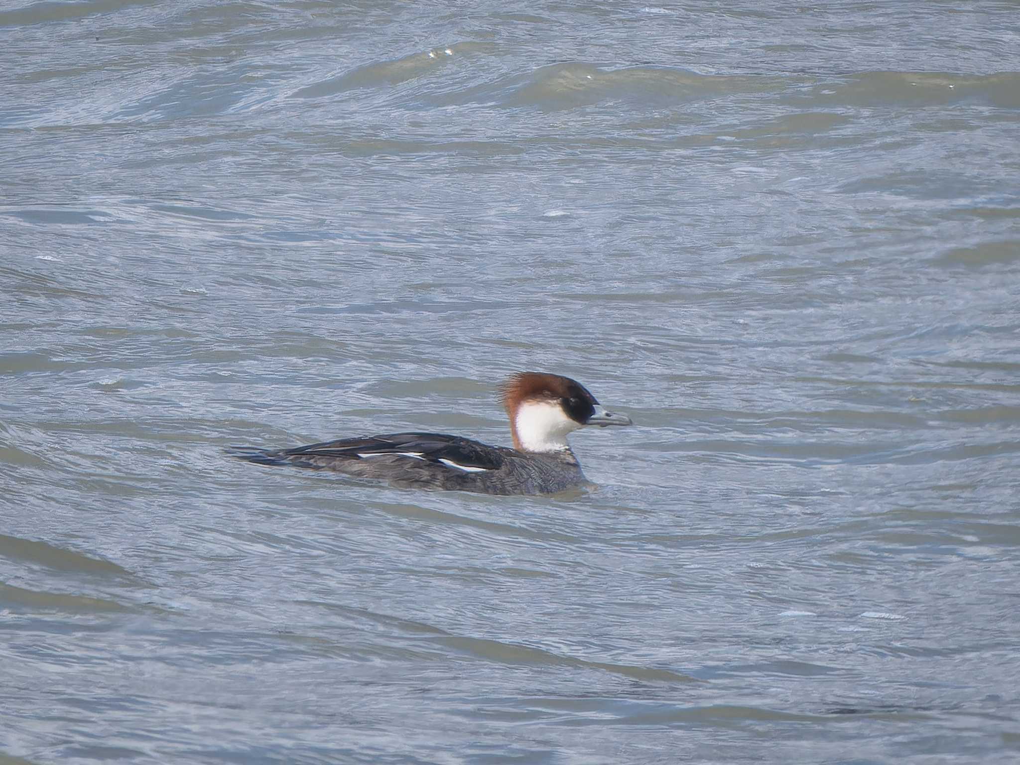 Photo of Smew at 長崎県 by ここは長崎