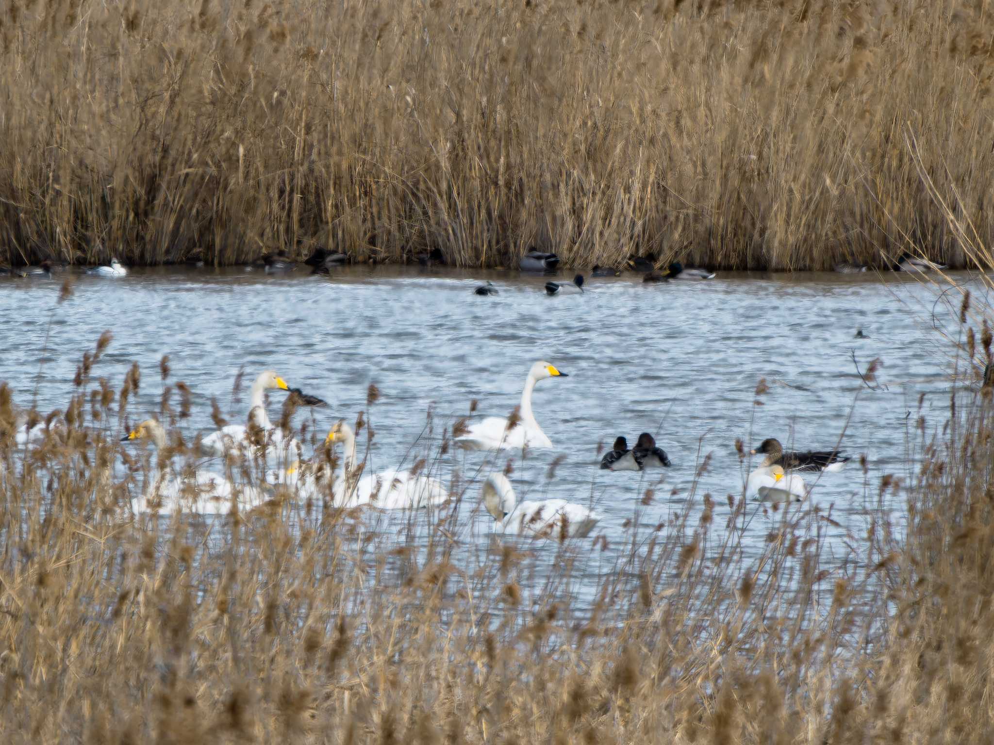 Photo of Tundra Bean Goose at 長崎県 by ここは長崎