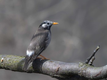 White-cheeked Starling 長崎県 Mon, 2/26/2024