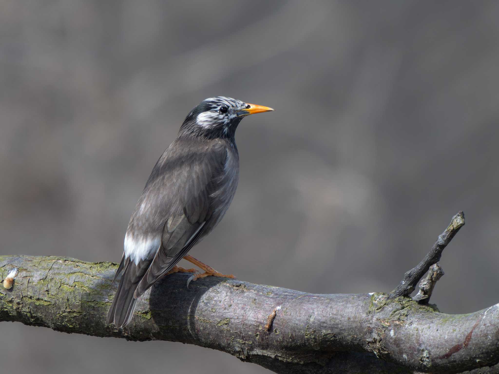 White-cheeked Starling