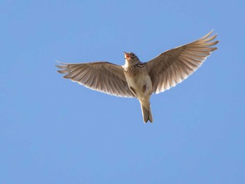 Eurasian Skylark 長崎県 Mon, 2/26/2024