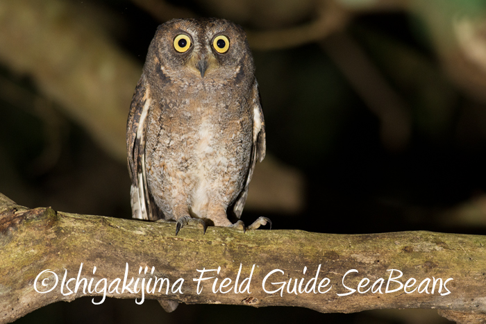 Ryukyu Scops Owl