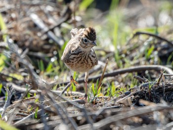 Eurasian Skylark 長崎県 Mon, 2/26/2024