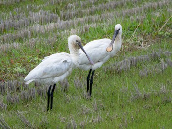 Eurasian Spoonbill 長崎県 Mon, 2/26/2024