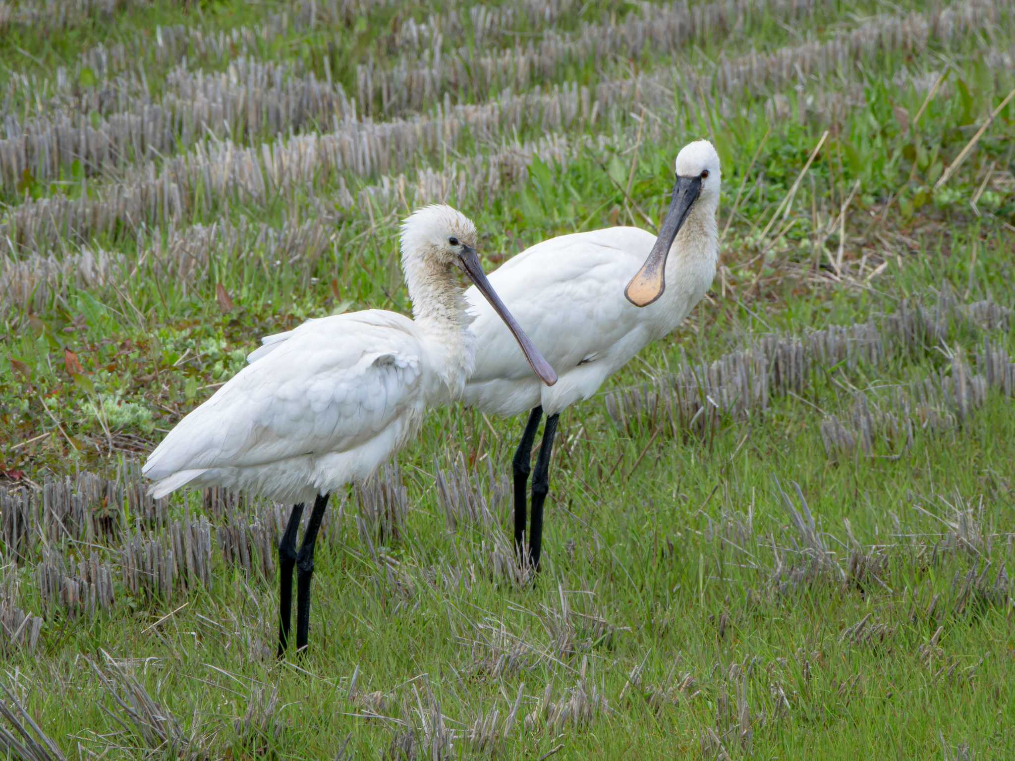 Photo of Eurasian Spoonbill at 長崎県 by ここは長崎