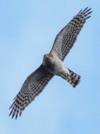 Eurasian Sparrowhawk 長崎県 Sun, 2/18/2024