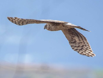 Hen Harrier 長崎県 Mon, 2/26/2024