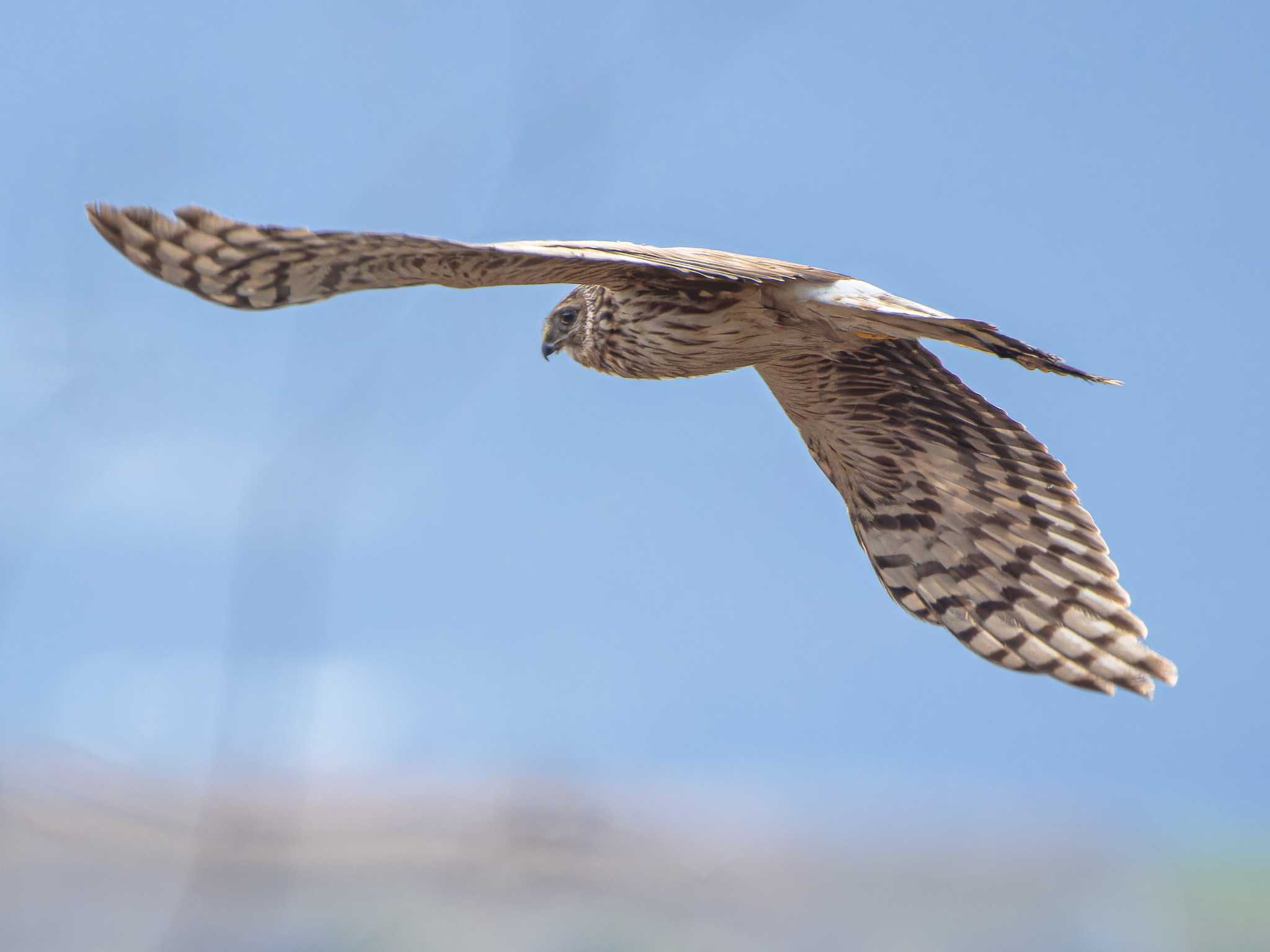 Photo of Hen Harrier at 長崎県 by ここは長崎