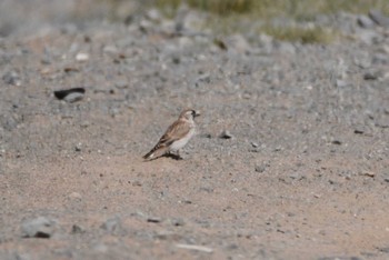 Pere David's Snowfinch