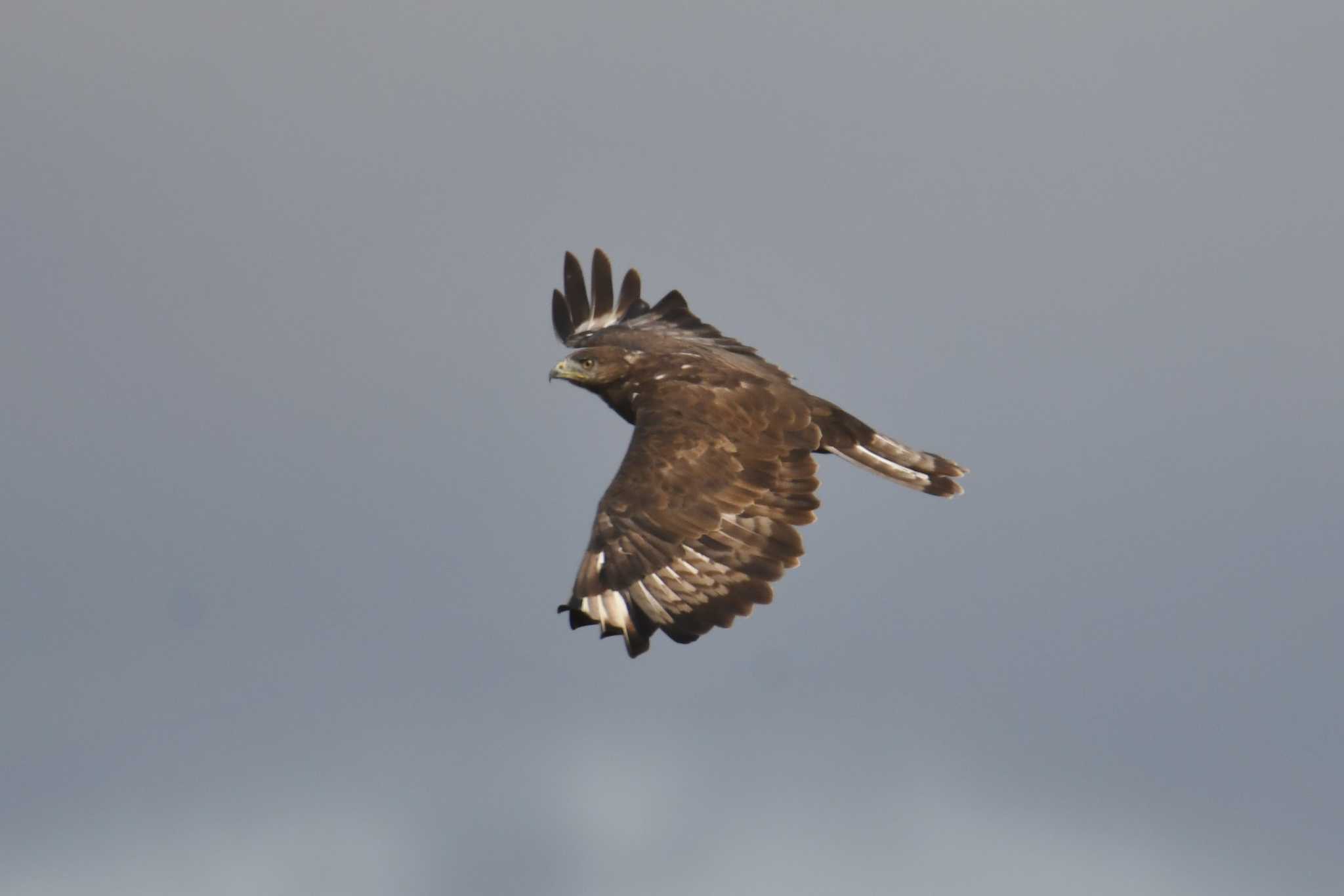 Upland Buzzard