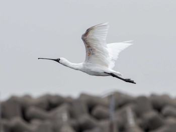 Black-faced Spoonbill Kasai Rinkai Park Thu, 2/29/2024