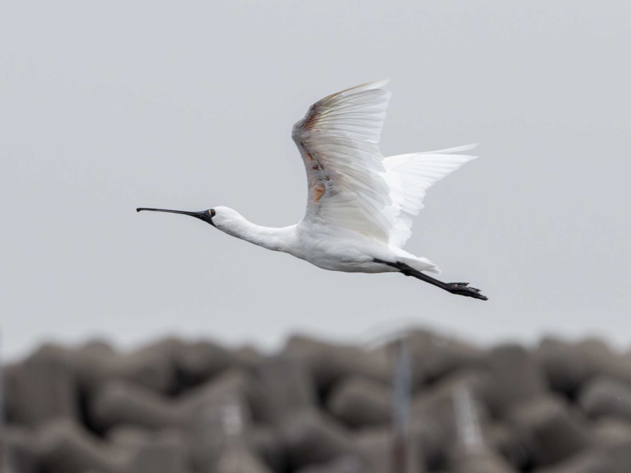 Black-faced Spoonbill