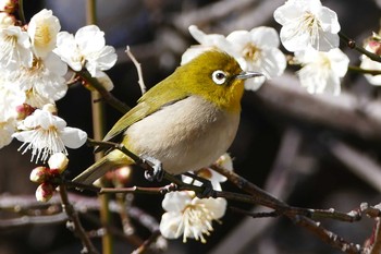 Warbling White-eye 東京都 Mon, 2/12/2024