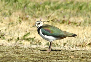 Northern Lapwing 桶川市 Fri, 3/1/2024