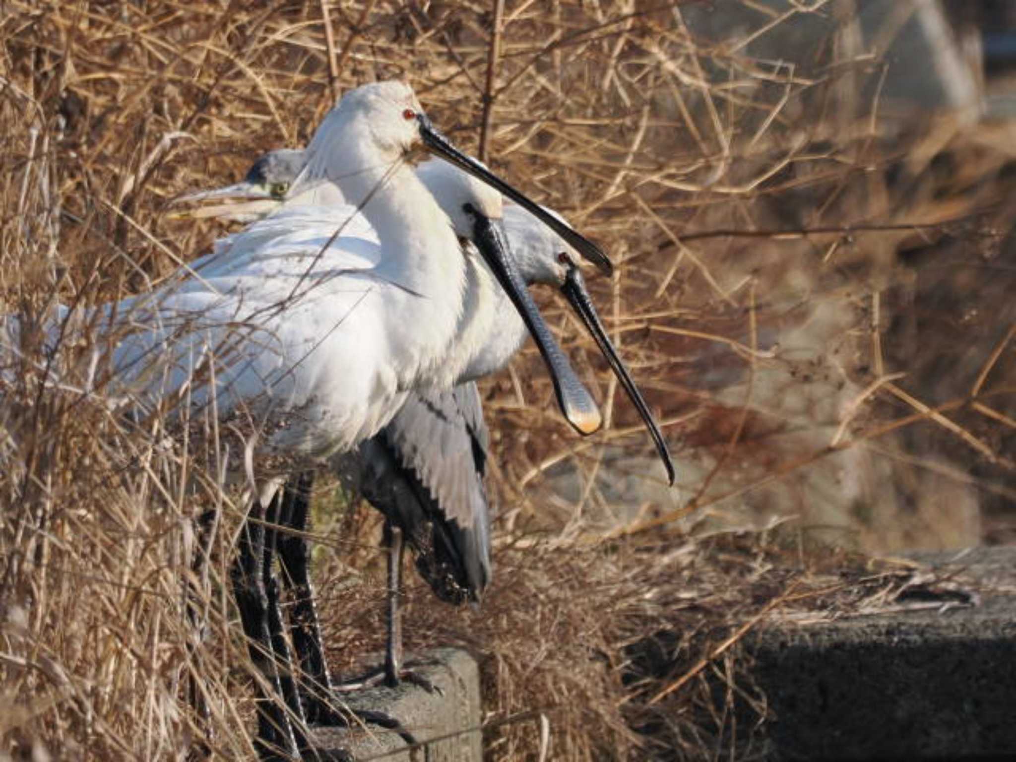 Eurasian Spoonbill